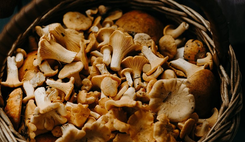 Mushroom Supplement Benefits: A Comprehensive Review
